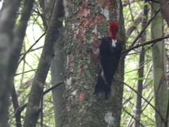 Campephilus robustus