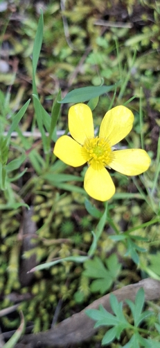 Ranunculus lappaceus observed 2026-09-26