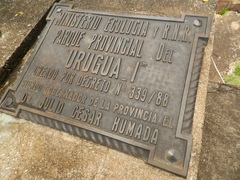 Campephilus robustus