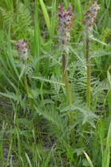 Pedicularis dasystachys