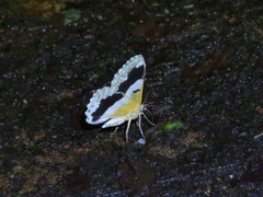 Pingasa ruginaria pacifica