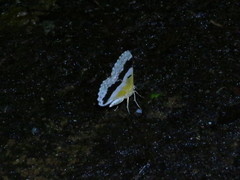 Pingasa ruginaria pacifica