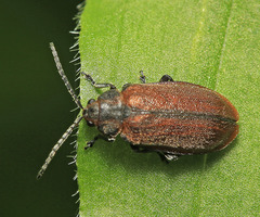 Xanthogaleruca maculicollis