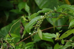 Gonzalagunia hirsuta