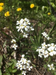 Arabidopsis suecica