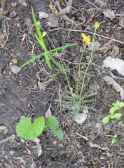 Ranunculus auricomus