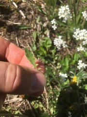 Arabidopsis suecica