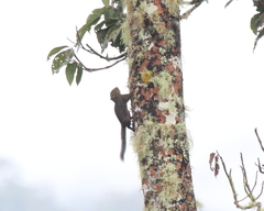 Microsciurus flaviventer