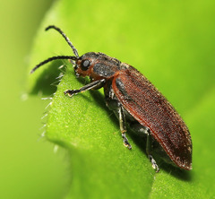 Xanthogaleruca maculicollis