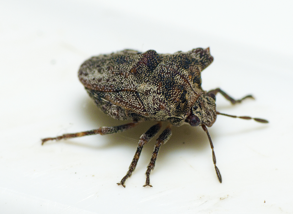 Eufroggattia