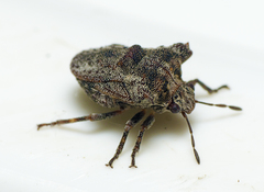 Eufroggattia tuberculata
