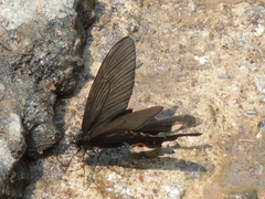 Papilio macilentus
