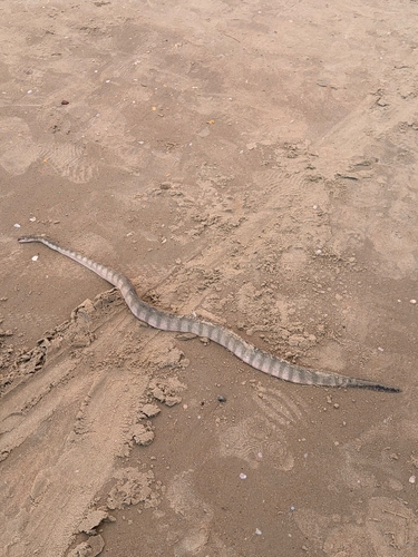 Hydrophis schistosus observed 2026-10-01