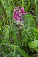 Pedicularis dasystachys