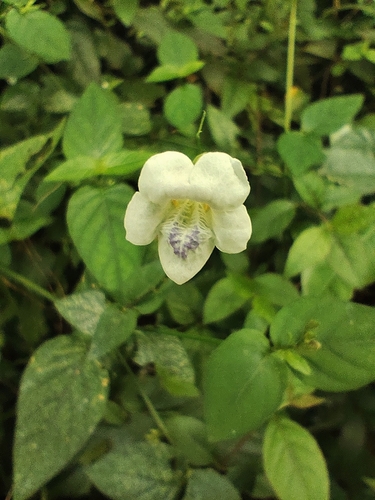 Asystasia intrusa