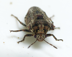 Eufroggattia tuberculata