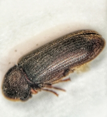 Anobiinae