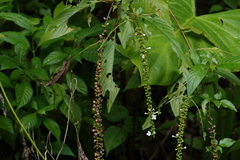 Gonzalagunia hirsuta