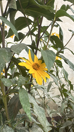 Jerusalem artichoke
