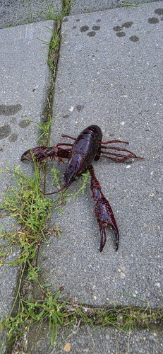 Red Swamp Crayfish