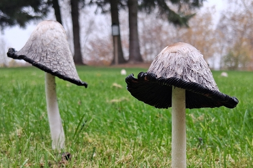 Shaggy Mane