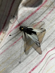 Libelloides sibiricus