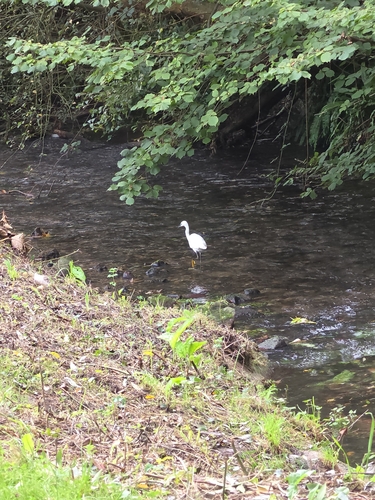 Little Egret