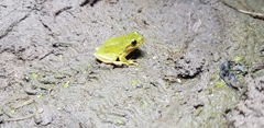 Hyla suweonensis