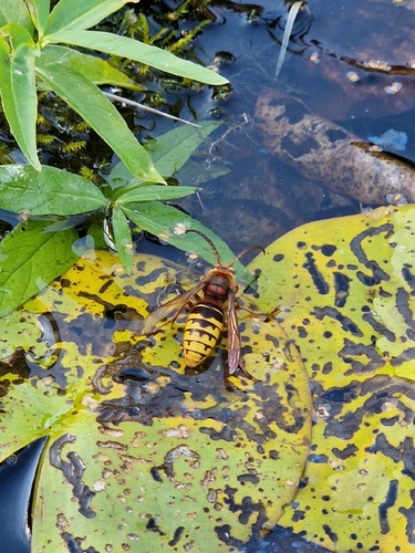 European Hornet