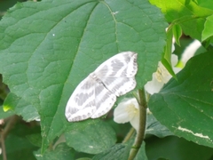 Cyclidia substigmaria