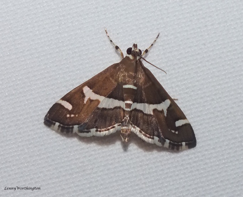 Hawaiian Beet Webworm Moth