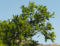Quercus look