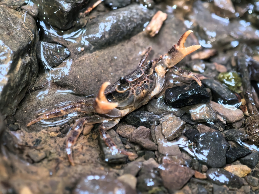 Potamiscus elaphrius