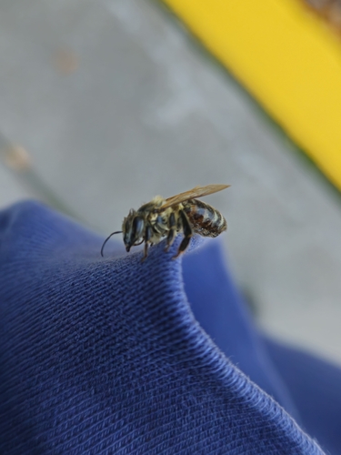 Western Honey Bee
