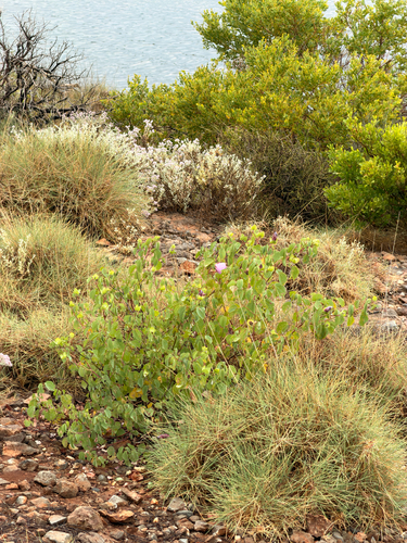 Gossypium sturtianum observed 2026-09-28
