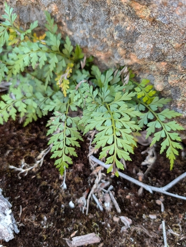 Asplenium aethiopicum observed 2026-10-03