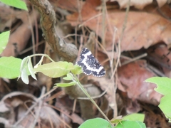 Rheumaptera hecate