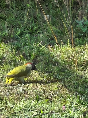 Eurasian Green Woodpecker