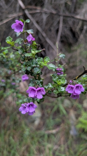 Prostanthera rotundifolia, 2026-10-03