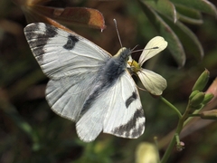 Euchloe belemia