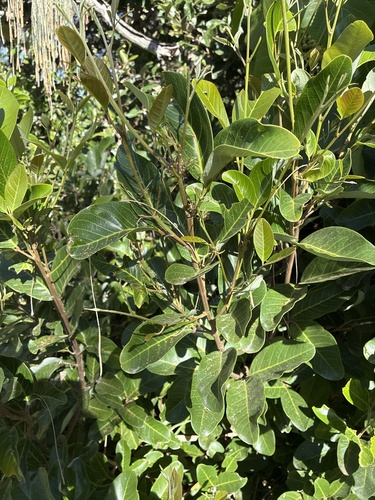 Alectryon coriaceus, 2026-10-03