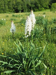 Asphodelus macrocarpus