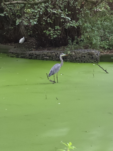 Grey Heron