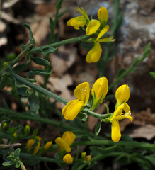 Genista libanotica