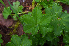 Alchemilla subcrenata