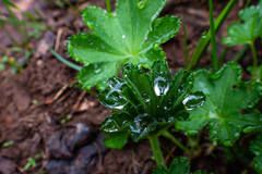 Alchemilla subcrenata