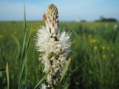 Asphodelus macrocarpus