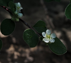 Cotoneaster nummularius