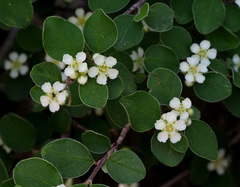 Cotoneaster nummularius