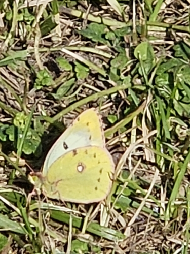 Pale Clouded Yellow